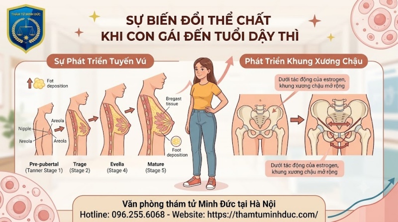 phát triển tuyến vú và khung xương chậu